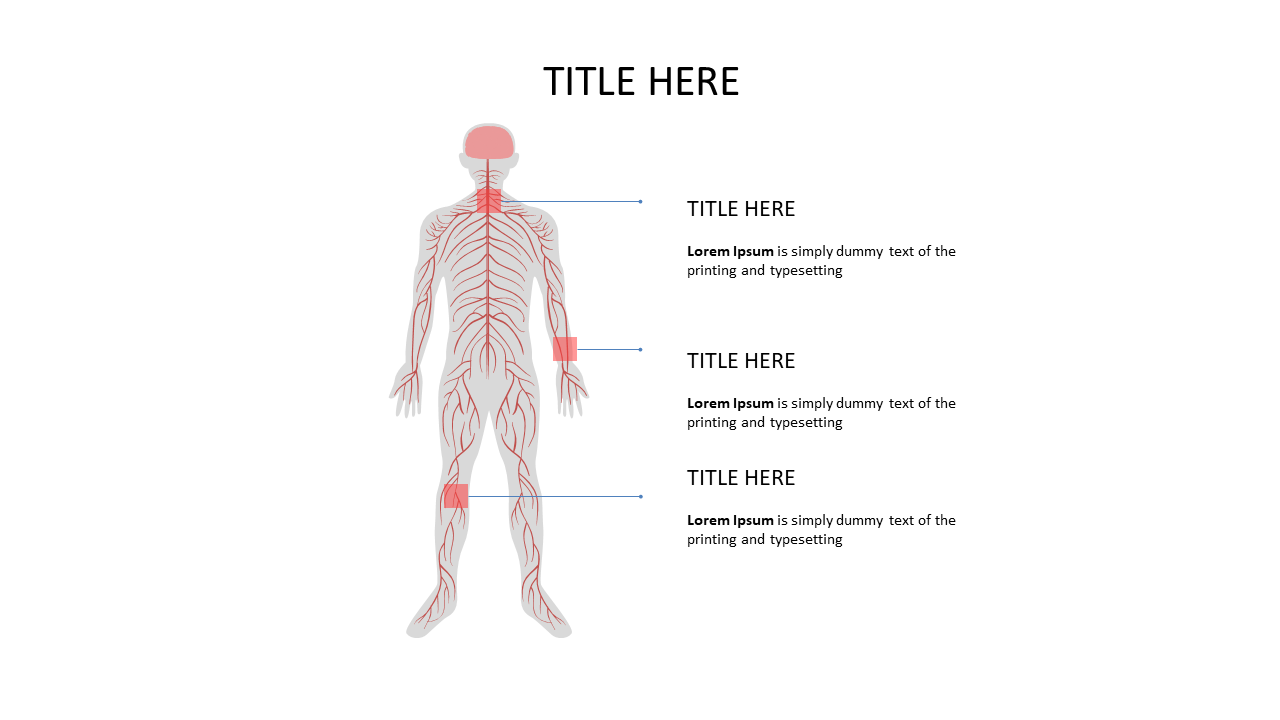 Annotated Human Body Layout for Educational Use
