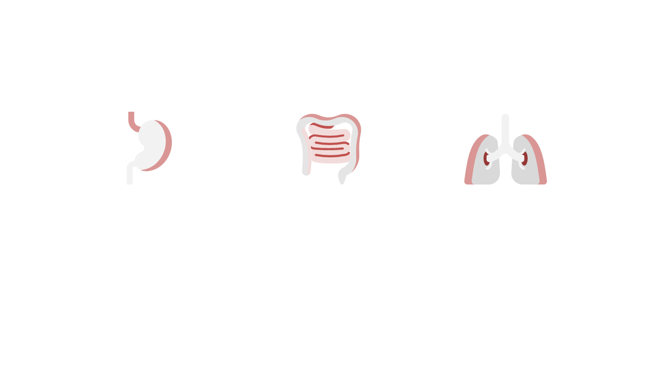 Illustrated Medical Organs for Educational Use