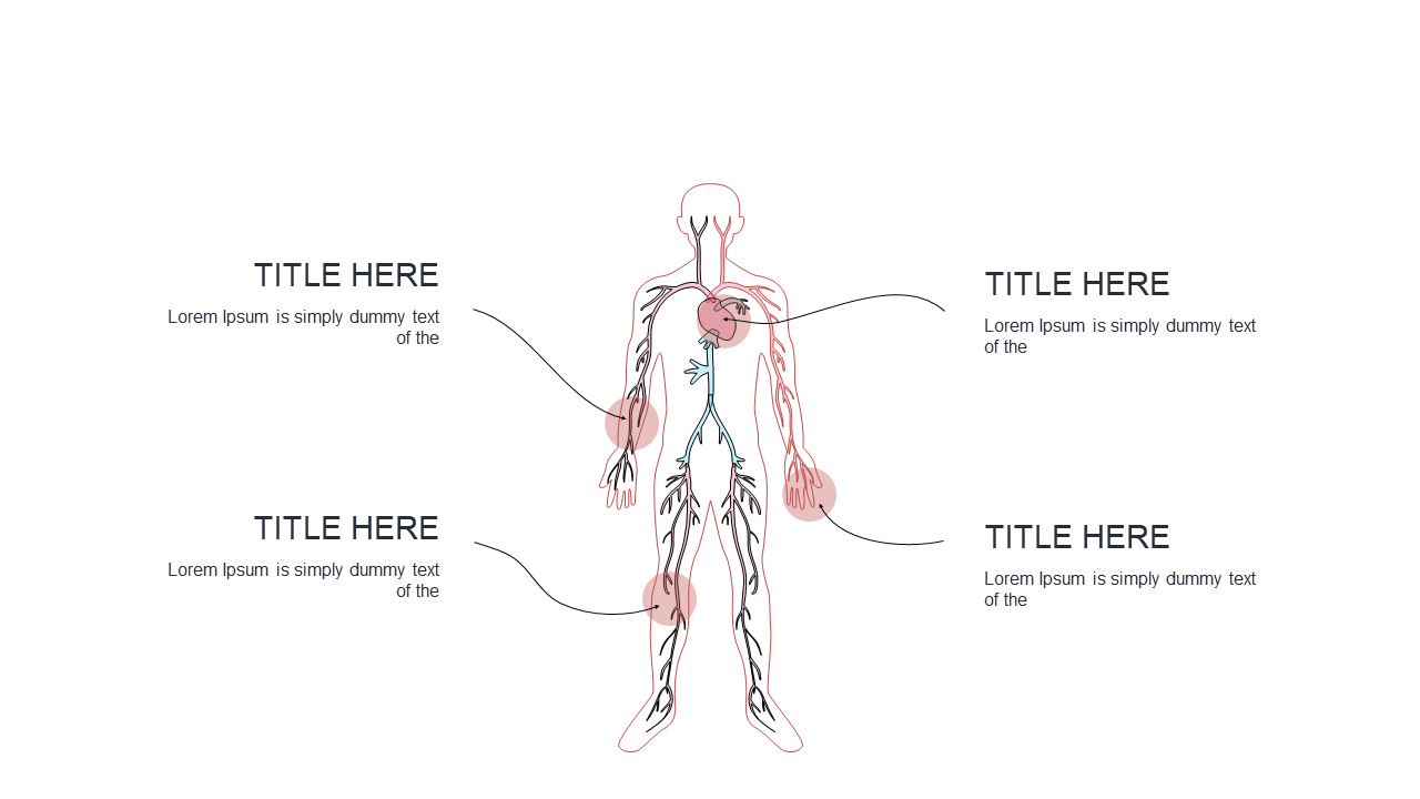 Editable Human Anatomy Diagram for Presentations