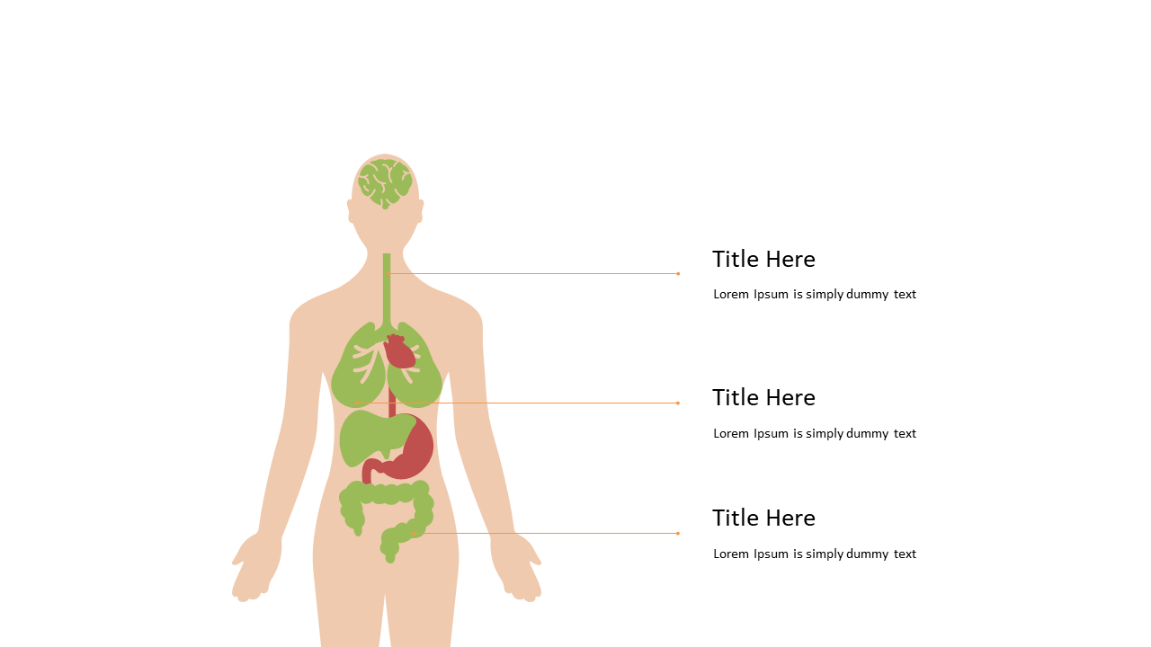 Engage with Human Body Organ Diagram for Education