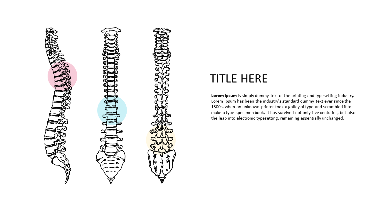 Enhance Learning with Spinal Anatomy Illustration