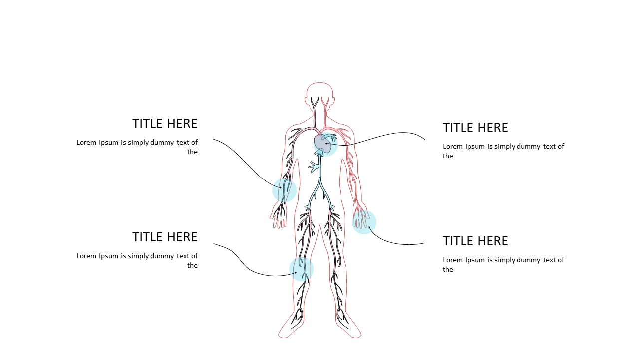 Showcase Anatomy with Editable Diagram