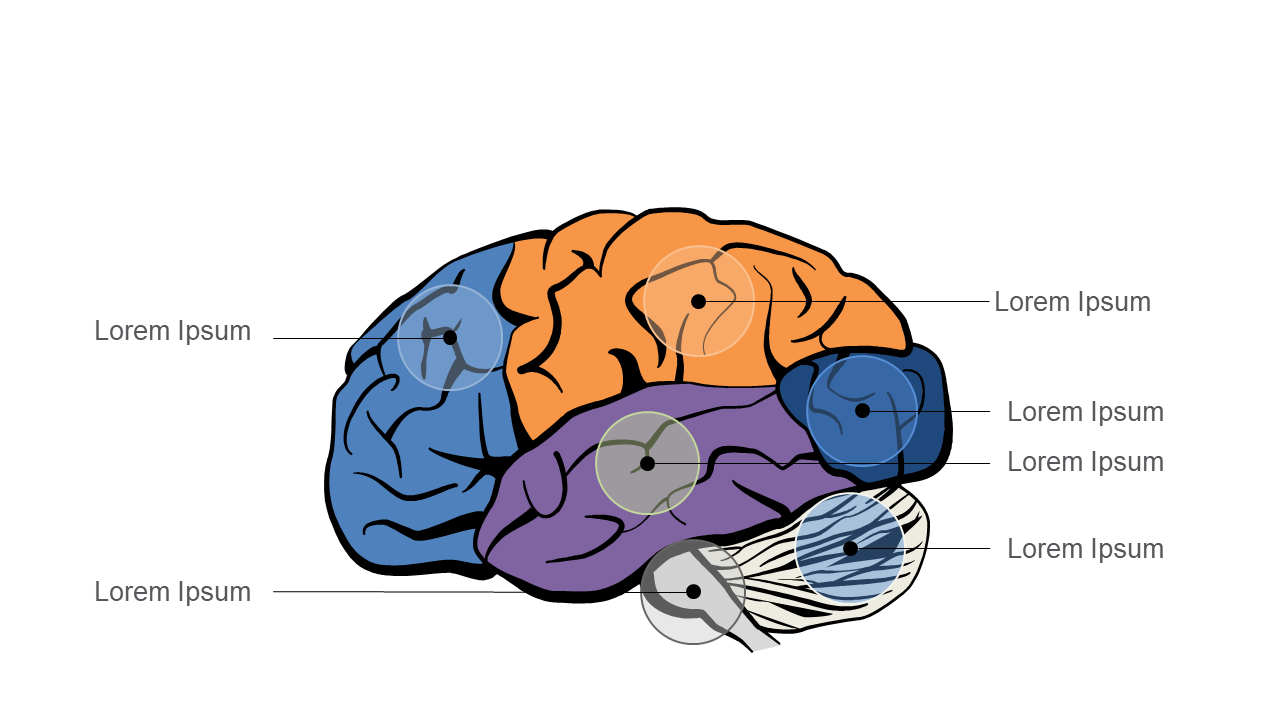 Engage with Colored Brain Diagram for Education