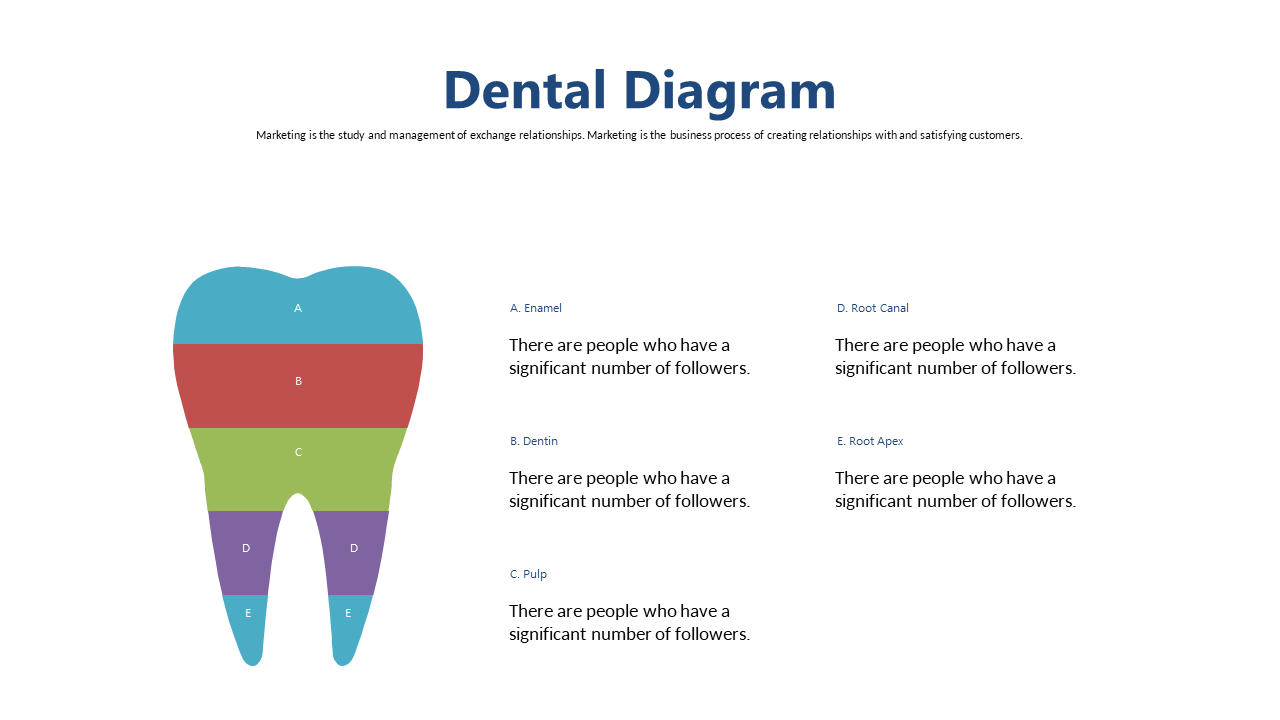 Tooth Structure and Engagement Insights Infographic