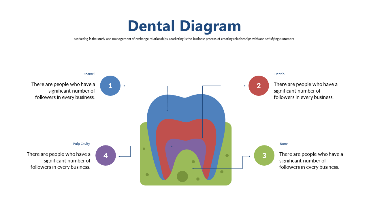 Annotated Dental Structure Diagram for Education